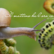 Il mattino ha l’oro in bocca