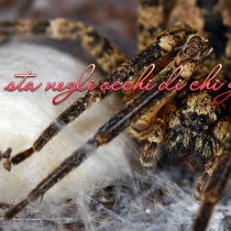 La bruttezza sta negli occhi di chi guarda