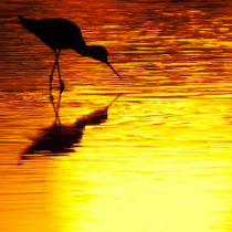 Ma cos’è la biodiversità?