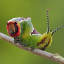 Il bruco “Arpia” la Cerura vinula