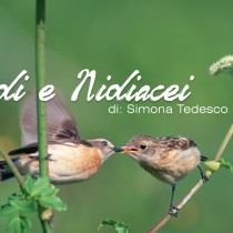 Nidi e nidiacei