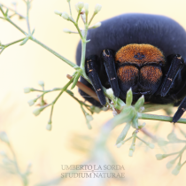 Incontri straordinari