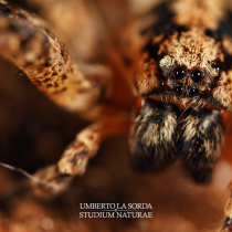 La società degli Uomini