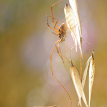 Miti e leggende sui ragni