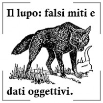 Il lupo: falsi miti e dati oggettivi.