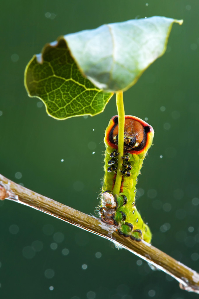La Natura sa manifestare la propria infinita creatività in modo talvolta eclatante...