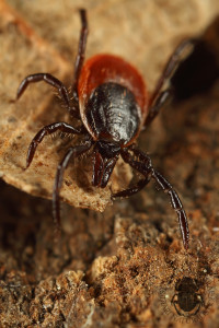 ixodes-ricinus1